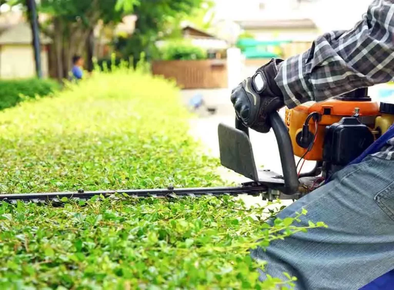 Professional Hedge Trimming Services