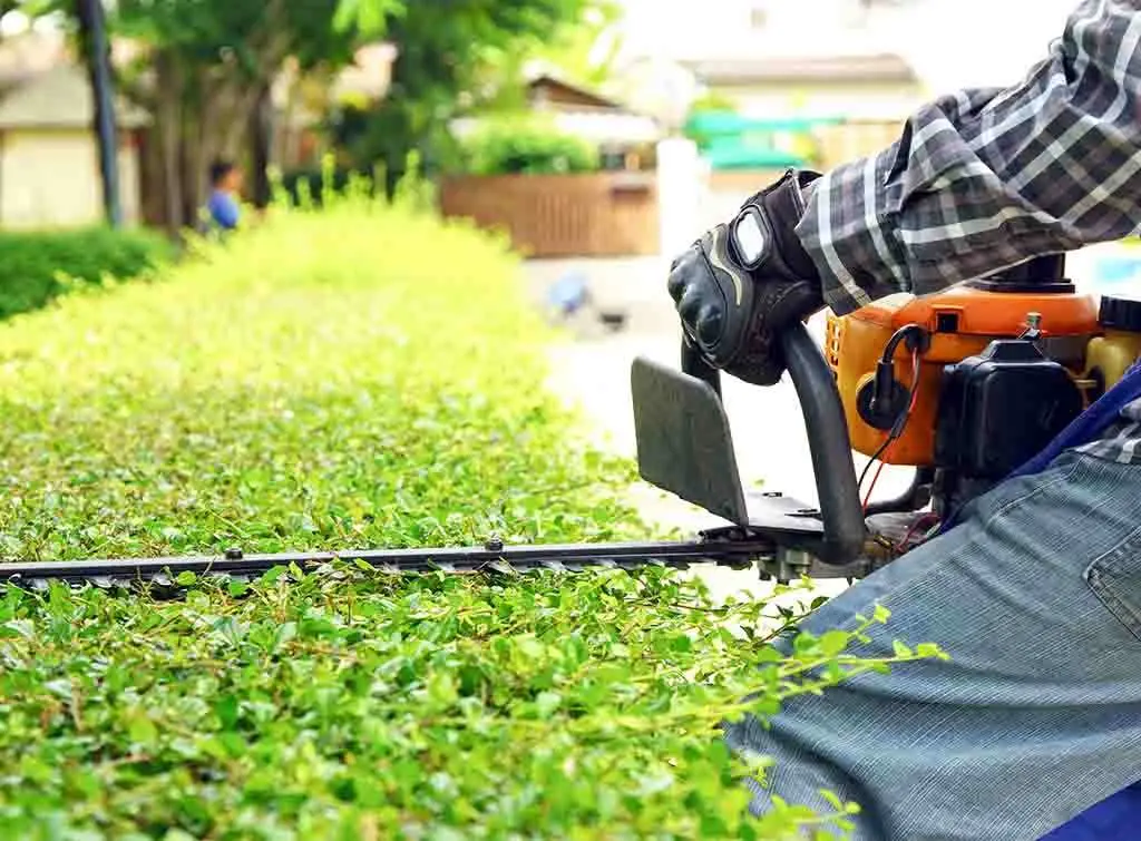 Professional Hedge Trimming Services