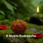 8 Mukhi Rudraksha