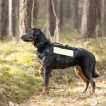 Dog Rescues
