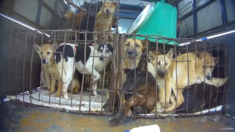 Dog Meat Trade