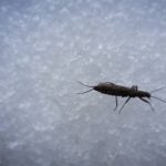 snow bugs