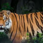 tiger