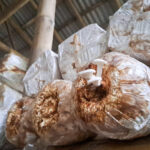 mushroom bag grow kit