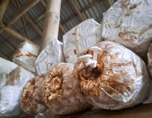 mushroom bag grow kit