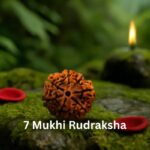 7 Mukhi Rudraksha