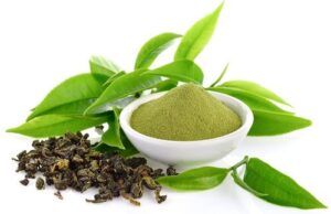 Green Tea Extract Powder