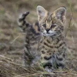 Serval Kitten