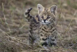 Serval Kitten