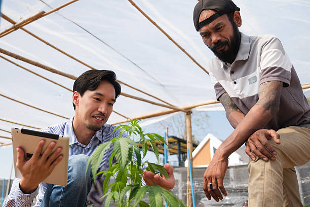 Cannabis growers and researchers discuss cannabis farms.