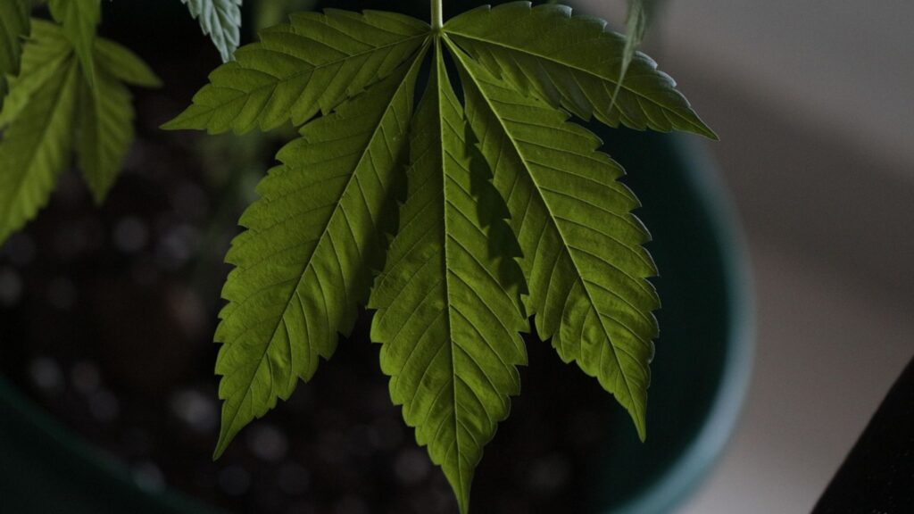 sustainable cannabis product option