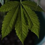 sustainable cannabis product option