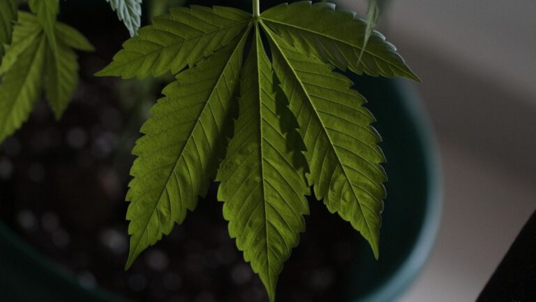 sustainable cannabis product option