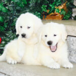 english cream retriever puppies