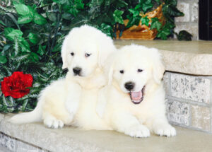 english cream retriever puppies