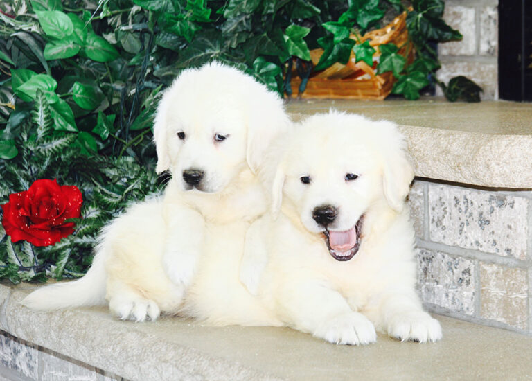 english cream retriever puppies