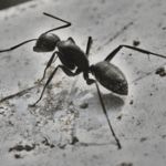 Ants Exterminator in Aurora