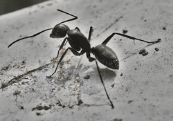 Ants Exterminator in Aurora