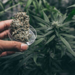 What Impacts Marijuana Aroma And Flavor?