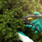Professional Tree Services for Trimming & Removal