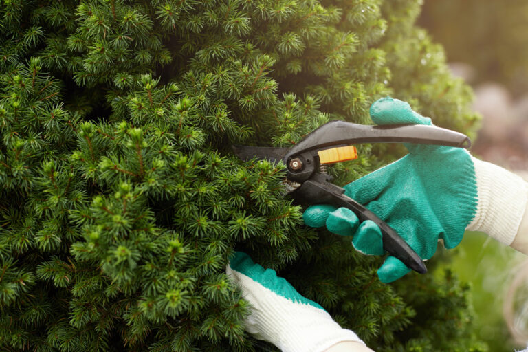 Professional Tree Services for Trimming & Removal