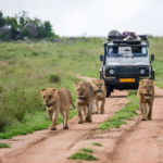 Serengeti National Park Safari