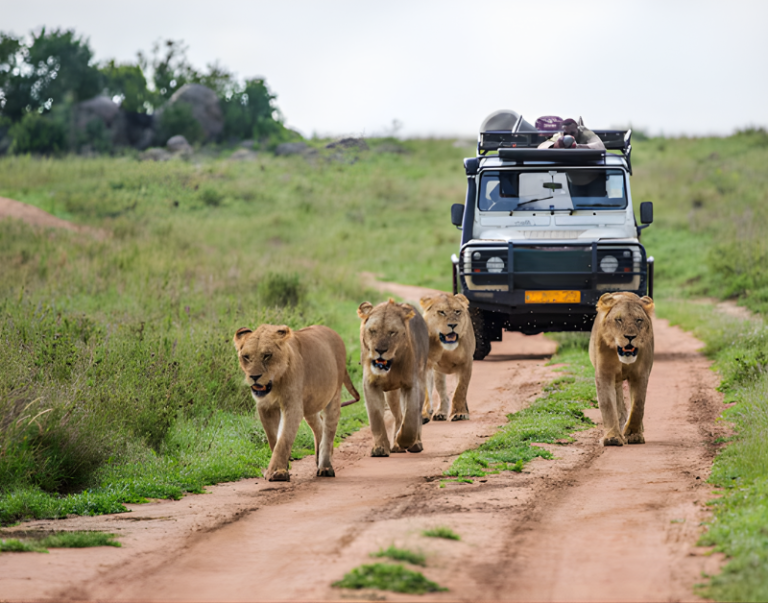 Serengeti National Park Safari