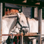 Simple Indian Veg Thali Meal Prep for the Week