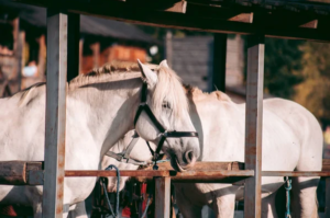 How to Run a Livery Yard Smoothly Without Burning Out