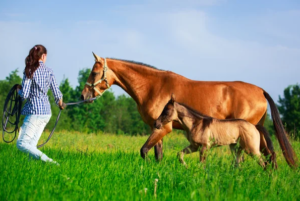 Financial Planning Tips for Small Equestrian Businesses
