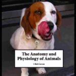 Anatomy and Physiology of Animals