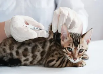 Cat Vaccination Clinic in Dubai