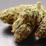 Explore Top Cannabis Strains and Their Unique Benefits