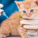 dependable vet clinic in Dubai.