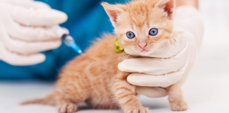 dependable vet clinic in Dubai.