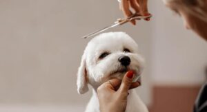 Dog Haircut