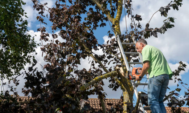 Tree Surgery