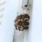 Wasp nest