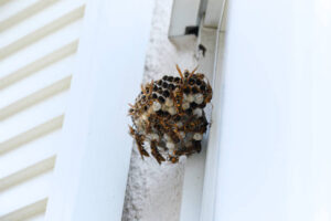 Wasp nest