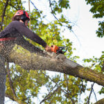 Tree Services