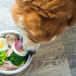 nutritious dog  treats