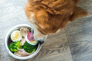 nutritious dog  treats