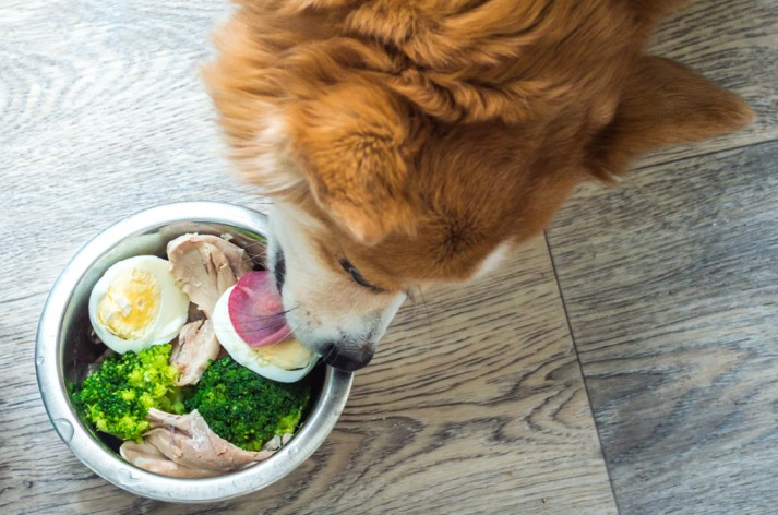 nutritious dog  treats