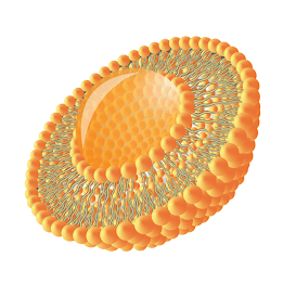 Liposomal GSH For Antioxidant Support liposome structure for enhanced nutrient absorption