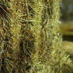 Hay bales for sale