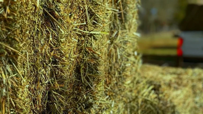 Hay bales for sale