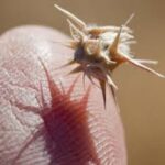 Get Rid of Sticker Burrs