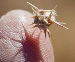 Get Rid of Sticker Burrs