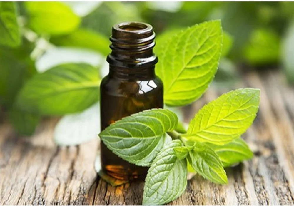 Spearmint Oil | Lavender Oil Manufacturers in India