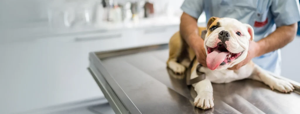 animal medical centre